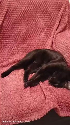 A black cat is lying on a pink, textured blanket. A person's hand is visible, gently petting the cat's head. Another hand is using a light green pet grooming brush to brush the cat's back. The cat appears relaxed, with its eyes closed. The setting appears to be indoors, possibly on a couch or bed.