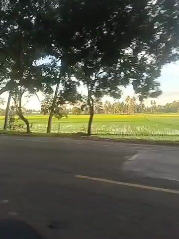 This video captures a scenic drive through a rural area in Sinyeu, Indonesia. The camera appears to be mounted on a moving vehicle, offering a dynamic perspective of the surroundings.

The primary subjects are the natural landscape and the road. Lush green rice fields stretch out on one side of the road, reflecting the bright sky above, suggesting it is daytime with clear weather. Tall, leafy trees line the edge of the road, their branches reaching towards the sky and creating a canopy effect in places. Coconut trees are also visible, adding to the tropical feel of the setting.

The activity is a journey or a drive. The road itself is paved and appears to be in good condition, with white lane markings visible. In some frames, other vehicles are seen, including a white car and what appears to be a truck with some objects on its back, hinting at local transportation.

Notable details include the time of day, which seems to be either early morning or late afternoon due to the soft, diffused light. The overall mood is peaceful and serene, evoking a sense of calm and tranquility often associated with rural landscapes.

There is visible text on banners placed along the side of the road. One banner, partially obscured, appears to be an advertisement for "OTO RESORT," with additional text below it that is difficult to fully decipher. Another banner to its right also displays text, though it is even less clear. These banners suggest that there are tourist attractions or businesses in the vicinity. The presence of rice paddies and the types of trees further reinforce the location as a tropical, likely agricultural, region.