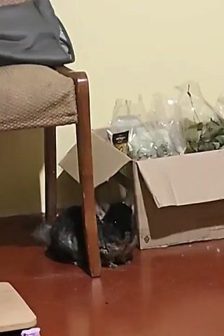 A chinchilla is nestled under a cardboard box. The chinchilla is dark gray with lighter gray fur on its underside. The chinchilla is facing the viewer, with its ears perked up. It is sitting on a reddish-brown floor. To the right of the chinchilla, there is a larger cardboard box filled with plastic bags of what appears to be dried herbs or plants. To the left of the chinchilla, there is the leg of a wooden chair with a beige upholstered seat. The wall behind the objects is a pale yellow color. The lighting is dim, creating shadows.