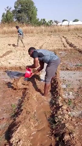 The video shows two men irrigating a field. One man is walking across the field. The other man is bending over in a trench and pouring water from a red bucket. The irrigation is manual. The field is comprised of dirt ridges and furrows, with pools of water between the ridges. There is a tree in the background. Other rural buildings are visible in the distance.