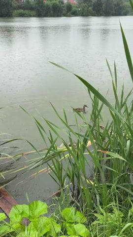 A duck swims in a lake on a rainy day. The water is calm, and there are reeds growing along the bank. In the distance, there are trees and houses.