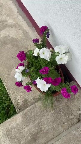 A potted plant with white and pink petunias sits on a concrete step next to a white wall. The plant is in a brown wicker pot and is well-watered, with some water droplets visible on the leaves and flowers. The camera is positioned above the plant, looking down at an angle. The lighting is bright and appears to be natural daylight. The background is a blurry green area, suggesting grass or foliage.