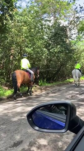 The video shows a paved road bordered by dense green vegetation. Two horses with riders wearing neon yellow jackets are moving away from the camera, down the road.  The horse closer to the camera is brown with black legs and tail, while the horse further away is gray.  The scene is viewed from a vehicle, as evidenced by a car's side mirror in the foreground. The sky is visible through the trees, appearing blue with some clouds.
