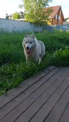 In this short video clip, a husky dog with light gray and white fur walks on a wooden deck outdoors. The dog is panting with its tongue hanging out, suggesting it might be warm or has been exercising. The background shows a lush green grassy area, a wooden fence, and a wooden house with a red roof. Trees are visible behind the house, and the sky is blue with some clouds, indicating it's likely daytime and the weather is fair. The dog appears alert and is looking around, possibly interacting with the person filming or exploring its surroundings. The scene is set in a residential area, potentially a backyard in Kamenka, Russia, given the provided location context. There is no visible text in the video.