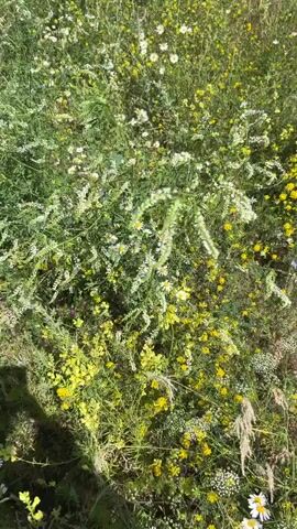 The video opens with a high-angle, shaky shot of a dense field of wildflowers. The predominant colors are green from the foliage and yellow from numerous small blossoms. Scattered amongst them are white daisies and occasional small purple flowers. The camera pans slowly downwards. At the 00:02 mark, a hand with visible veins and wearing a striped sleeve enters the frame from the left. The hand is reaching into the flowers. By 00:03, the hand is holding a small bunch of white daisies, which it has picked. The camera continues to pan downwards and slightly to the right, following the hand and the picked flowers. The environment remains a dense field of wildflowers under bright lighting, suggesting an outdoor setting during the day. The video ends at 00:05 with the hand holding the daisies in the foreground, with the wildflower field blurred in the background.