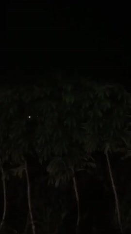 The video shows a nighttime scene with dark foliage in the foreground. Two bright, reflective eyes are visible in the foliage, suggesting the presence of an animal. The eyes briefly appear and disappear, possibly due to movement. In the background, a few distant lights are visible, indicating a populated area or structures. The overall atmosphere is dark and somewhat mysterious.