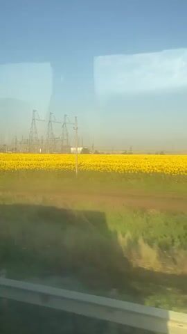 The video shows a wide shot of a rural landscape from a moving vehicle, likely a train or bus, as evidenced by the streaks and reflections on the glass. The foreground features a guardrail, followed by a strip of green grass and then a dirt path. Dominating the mid-ground is a vast field of bright yellow flowers, presumably sunflowers, stretching across the horizon. In the background, a power substation with numerous tall transmission towers and electrical infrastructure is visible. The sky above is a clear blue with a few wispy white clouds. The overall impression is of a sunny day in a countryside area with agricultural activity juxtaposed with industrial infrastructure.