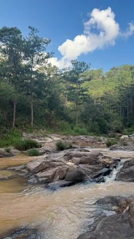 A vertical video pans right across a natural scene. A murky brown river flows over dark, jagged rocks. The riverbanks are lined with green grass and foliage. In the background, tall pine trees stand densely on a hillside under a bright blue sky with scattered white clouds. The camera captures the flow of water and the surrounding forest.