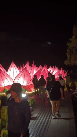 Pink lotus lantern display draws nighttime visitors in Da Lat
