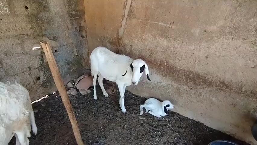 The video shows a fenced barnyard with light colored sheep and goats. In the first scene, a white ewe stands in a stall next to a newborn lamb that is curled on the ground. In the following scene, several sheep are feeding at a trough made from scrap wood and metal. The barnyard walls are made from a rough concrete and rock masonry.
