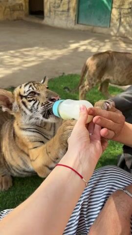 The video captures a close-up view of a young tiger cub being fed milk from a bottle by multiple individuals. The cub is lying on artificial green turf, with its paws gripping the bottle. In the foreground, two sets of human hands are visible, one supporting the bottle from below and the other guiding it to the cub's mouth. A third person, a child, is held by someone and is positioned to observe the feeding. Further in the background, another person is partially visible, wearing a green cap and looking towards the cub. The environment appears to be an enclosure, with a stone-like wall and a green door visible in the background. Sunlight illuminates the scene, casting shadows on the ground. The interaction appears to be one of care and nurturing towards the young animal.