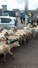 Goat herd crosses urban road in Nairobi