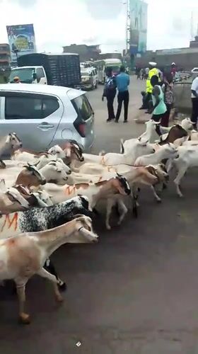 Goat herd crosses urban road in Nairobi