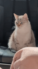 Domestic life documented through cat photos and casual selfies