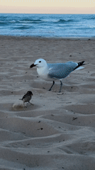 Seagull encounters sparrow on Spanish beach under clear skies