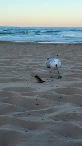 The video shows a seagull and a sparrow on a sandy beach. The seagull is white and grey with a red beak, while the sparrow is small and brown. The seagull initially lunges toward the sparrow, then appears to search for something to eat near the sparrow. The sparrow has a piece of food in its beak. The background shows the ocean with small waves and a pale sky.