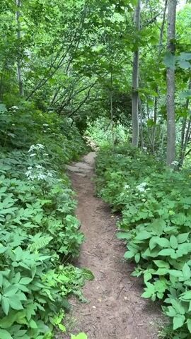 The video shows a dirt path winding through a dense forest. The path is bordered by lush green foliage, including large leafy plants and scattered white wildflowers. Tall trees with green leaves form a canopy overhead, allowing dappled sunlight to filter through. The overall scene depicts a natural, wooded environment.