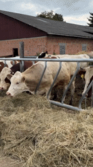 Dairy cattle feeding at a farm hay trough