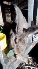 A Ukrainian homestead morning: animals, harvest, and garden flowers