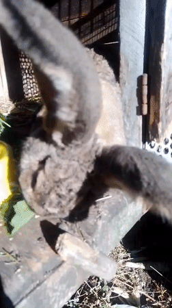 A Ukrainian homestead morning: animals, harvest, and garden flowers