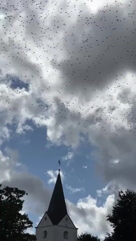 A flock of birds flies in the sky above a church steeple and trees. The sky is partly cloudy with patches of blue sky visible. The church steeple is white with a dark roof and a small weather vane at the top. The birds are small and numerous, forming a dark cloud against the sky. The trees are dark green and appear to be on either side of the church. The video is shot from a low angle, looking up at the sky.
