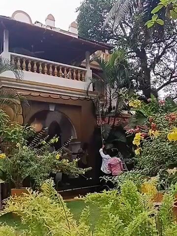 The video shows the exterior of a two-story building with a tropical garden. The building is painted in light colors with decorative trim and has a balcony with a railing. Lush greenery, including various plants and flowers, fills the garden in the foreground. Several people are present in the garden; two are using a long pole. Another person is standing nearby holding a piece of equipment. There's a table, an umbrella, and chairs placed in the garden as well. The weather appears overcast.