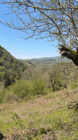 Spring morning nature walk documented in Vakhani, Georgia