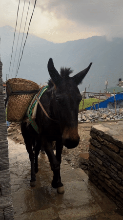Pack donkey with baskets spotted on stone path in Nepal