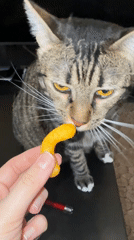 Tabby cat afternoon play session documented in Ramenskoye