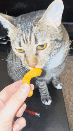 Tabby cat afternoon play session documented in Ramenskoye