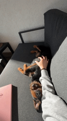 Woman enjoys quiet afternoon with dog at Bulgarian home