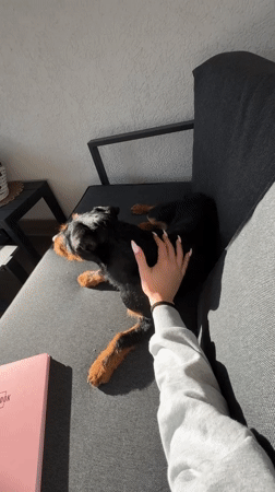 Woman enjoys quiet afternoon with dog at Bulgarian home
