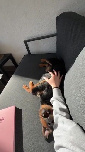 Woman enjoys quiet afternoon with dog at Bulgarian home