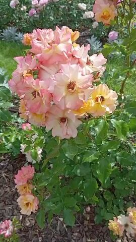 This video captures a close-up view of a cluster of light pink and yellow roses with green leaves. The roses are in full bloom, and some have yellow centers. The background shows a blurred garden filled with more roses of similar colors, and some silver-gray foliage. The lighting suggests it is daytime. The focus is on the rose bush in the foreground.
