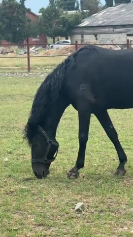 A black horse grazes in a grassy field near a fence and buildings. The horse has a halter and a long, wavy mane.