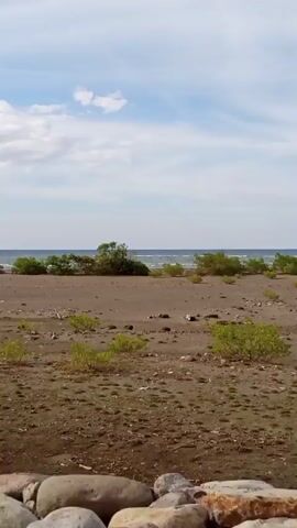 The video pans across a sandy beach with scattered green shrubs and larger bushes further down the shore. In the background, the ocean is visible under a partly cloudy sky. The foreground features several large, light-colored rocks.