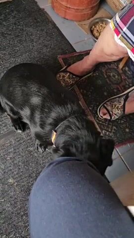 A black dog is lying on a gray rug near a doorway. The dog is facing a person's legs, which are clad in blue pants. The person is wearing sandals. The dog occasionally lifts its head to look at the person. In the background, there is a wooden door, a tan-colored bucket, and a dog food bowl.