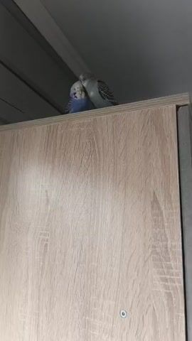 Two budgies are perched on top of a light-colored wooden cabinet, interacting affectionately. The budgie on the left is blue, and the budgie on the right is light gray with black markings. They are close together, appearing to nuzzle each other. The background shows a dark, ribbed surface, possibly the underside of a shelf or ceiling. The lighting is dim.
