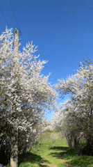 Spring blooms documented in General Toshevo, Bulgaria countryside