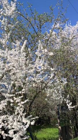 The video presents a bright, daytime scene featuring a path framed by trees in full bloom with white flowers, set against a clear blue sky. The camera captures the view along a grass and dirt path leading towards a gentle hill in the distance. The trees lining both sides of the path create a tunnel-like effect due to their blooming branches meeting overhead. An old utility pole stands beside the path at the start of the video. The path is mostly green with some exposed dirt, suggesting it is frequently walked or driven on. The environment is lush, with green grass bordering the path, indicating a natural setting. No people or animals are visible in the video. The scene is static, with no evident motion other than the natural movement of the branches.