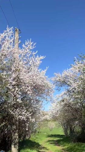 Spring blooms documented in General Toshevo, Bulgaria countryside