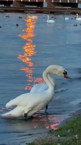 Two white swans are standing at the edge of a body of water, with one of them drinking. The water has a reflection of orange light on it, creating a shimmering effect. In the background, there is a wooden pier with railings, and several other swans and some ducks are swimming in the water. There are also a few people visible on the pier. The scene appears to be outdoors, possibly at dusk or during sunset due to the lighting.