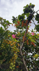Spring flora observed in Florianópolis under cloudy evening sky