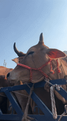 Cattle transported by truck in Dhaka, Bangladesh