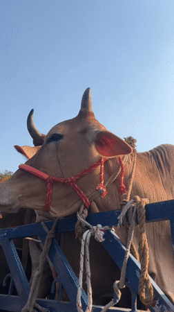 Cattle transported by truck in Dhaka, Bangladesh