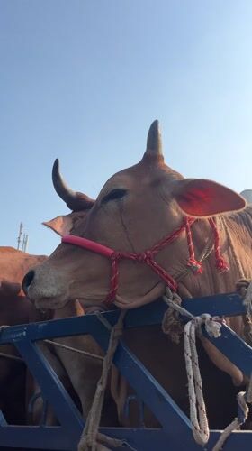 Cattle transported by truck in Dhaka, Bangladesh