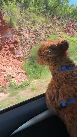 A medium-sized, fluffy, ginger-colored dog with a blue harness is looking out of a car window. The dog is positioned on the right side of the frame, with its head and upper body visible. Its fur appears to be blowing in the wind, suggesting the window is open. The background is blurred, indicating motion, and shows a green, wooded area with a rocky incline. The interior of the car, including the window frame and a handle, is visible in the foreground. The lighting suggests it is daytime.