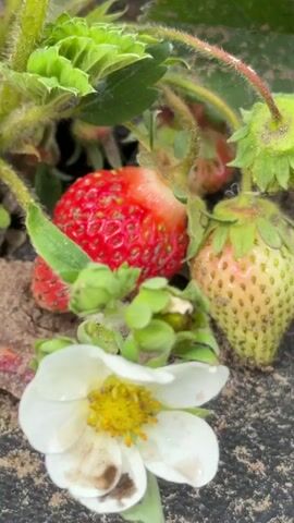 The camera focuses on a cluster of strawberries growing on a plant. There are a few strawberries at different stages of ripeness, one that is red and white and looks ripe, one that is green and yellow, and some smaller, less developed strawberries. The plant has green leaves and fuzzy stems. There is also a white flower visible at the bottom of the frame. The ground appears to be dark soil or mulch. A voice is heard in the background, stating "look I found it".