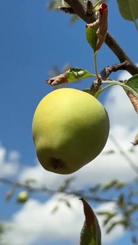 A close-up, low-angle vertical shot shows a single green apple hanging from a tree branch against a bright blue sky with scattered white clouds. The apple is the central focus, with its stem visible at the top and the blossom end at the bottom. Sunlight casts shadows on the apple, highlighting its round shape. The branch is brown and somewhat gnarled, with a few dried brown leaves and one green leaf also visible. In the background, out of focus, are more branches and leaves of the apple tree, as well as some distant clouds. The overall impression is of a sunny day in an orchard.
