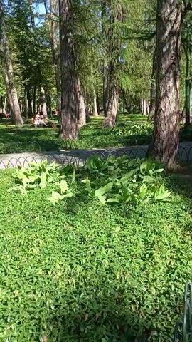 A video shows a park with tall trees and greenery. The camera pans up through the trees, showing their branches and leaves against the sky. In the background, a path is visible, with some people sitting on benches. The sun is shining, casting shadows on the ground.